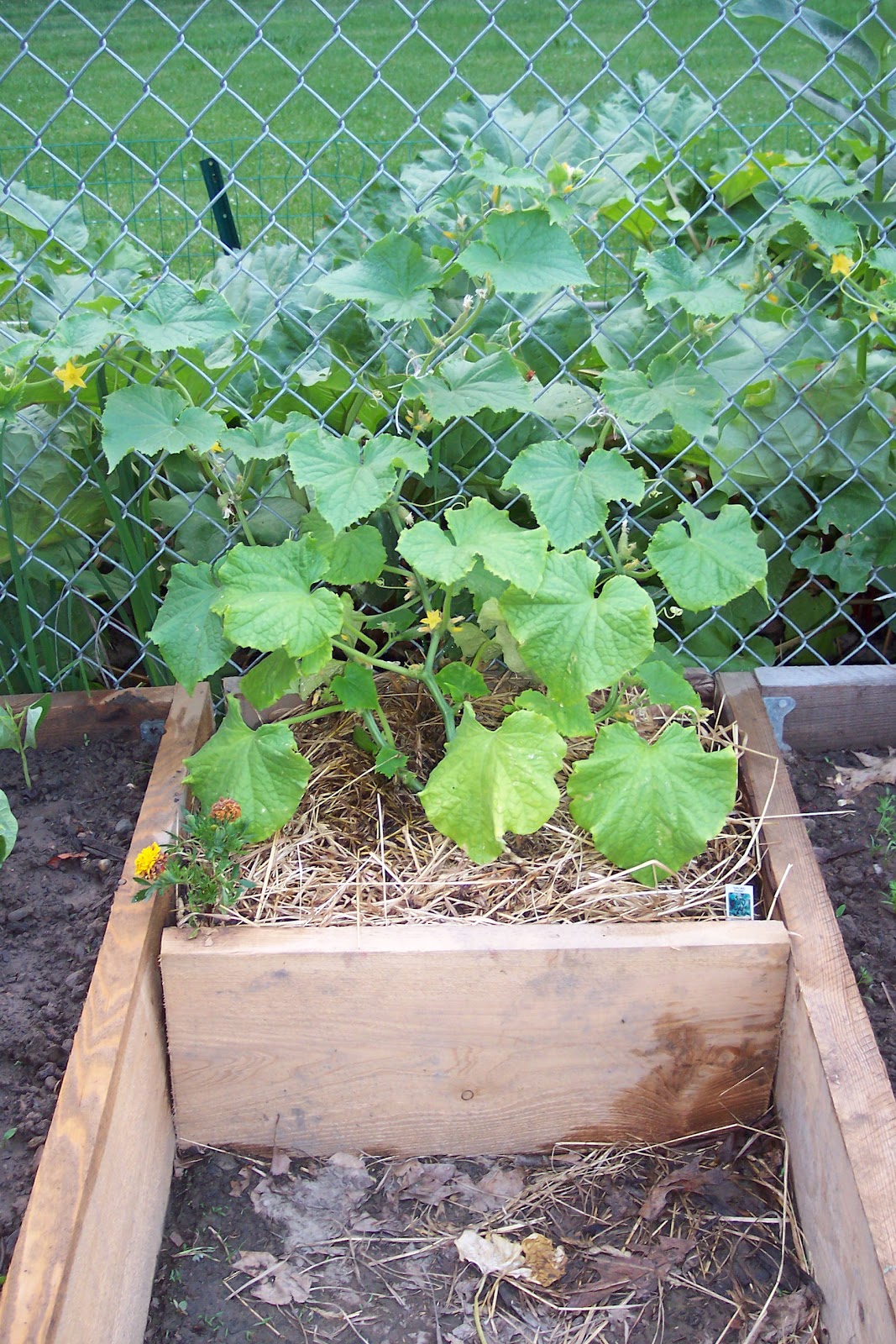 My Special Homestead Getting Back to Basics The Results of Raised