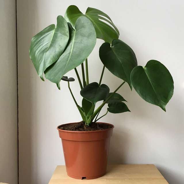 Monstera Deliciosa
