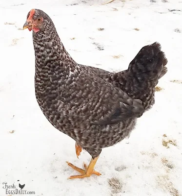7 Simple Ways to Prevent Frostbite in Backyard Chickens - Fresh Eggs ...