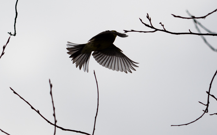 siluetti musta lintu lentää lentävä
