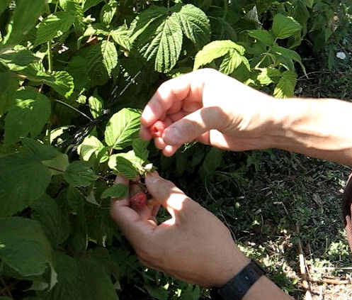 Recolección de frambuesas