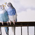 Beautiful Parrot Wallpapers HD