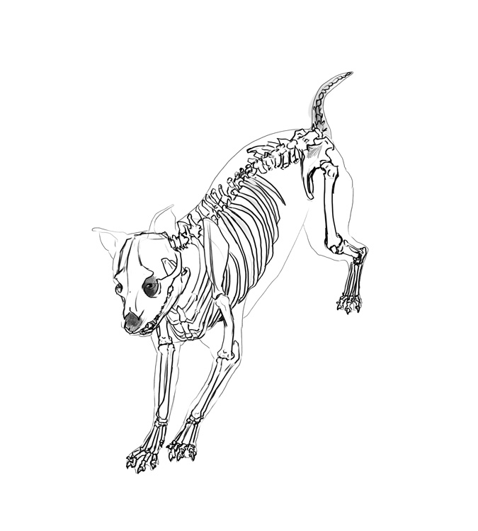 Dog Skeleton Laying Down Sketch Coloring Page