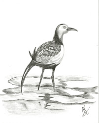 birds drawings pencil bird state prove miracle because