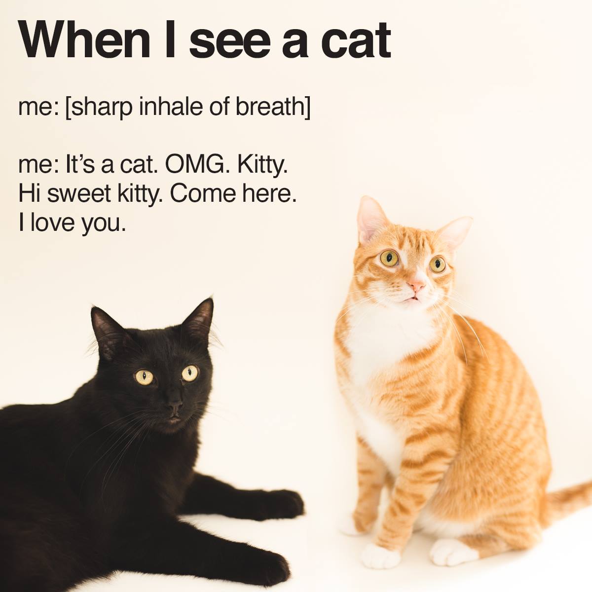 Cat quotes. Чтение worksheets for kids. Can see a cat. Can see a cat. Can see a cat.