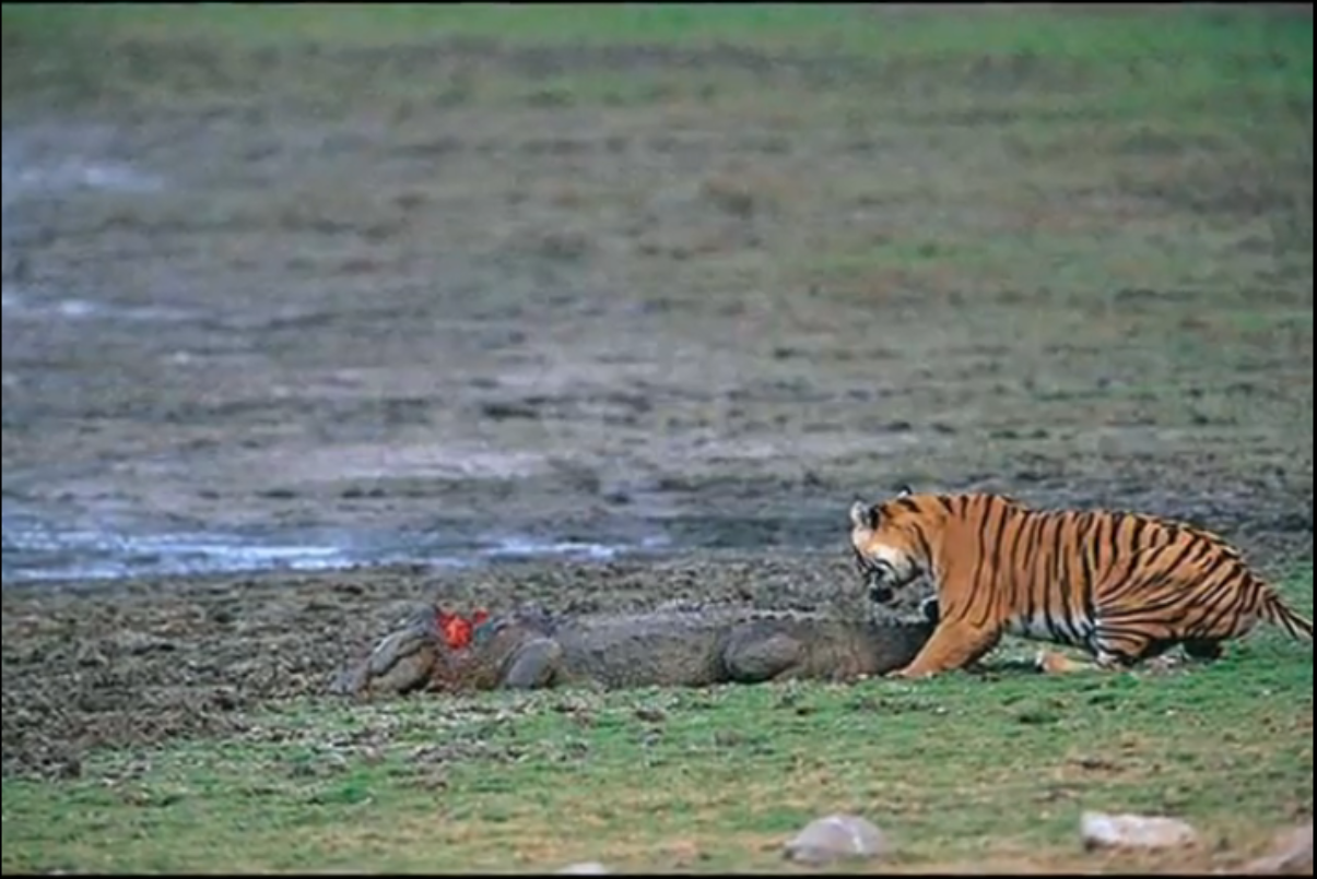 Тигр лев крокодил. Гребнистый крокодил против тигра. Тигр против гребнистого крокодила. Тигрица Мачли против крокодила. Аллигатор против тигра.