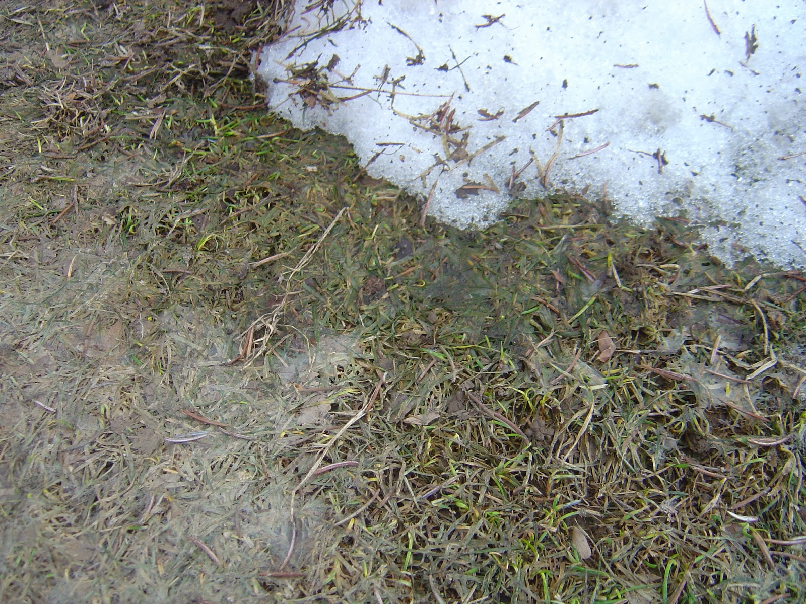 COHorts Does Snow Cover Cause Snow Mold in Lawns? Yes....and no...