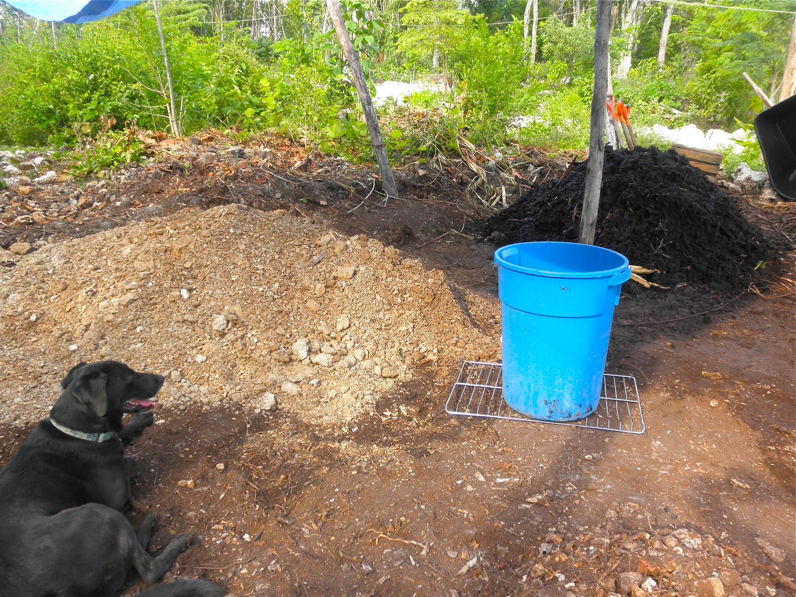 Moment to Moment Snakes and compost