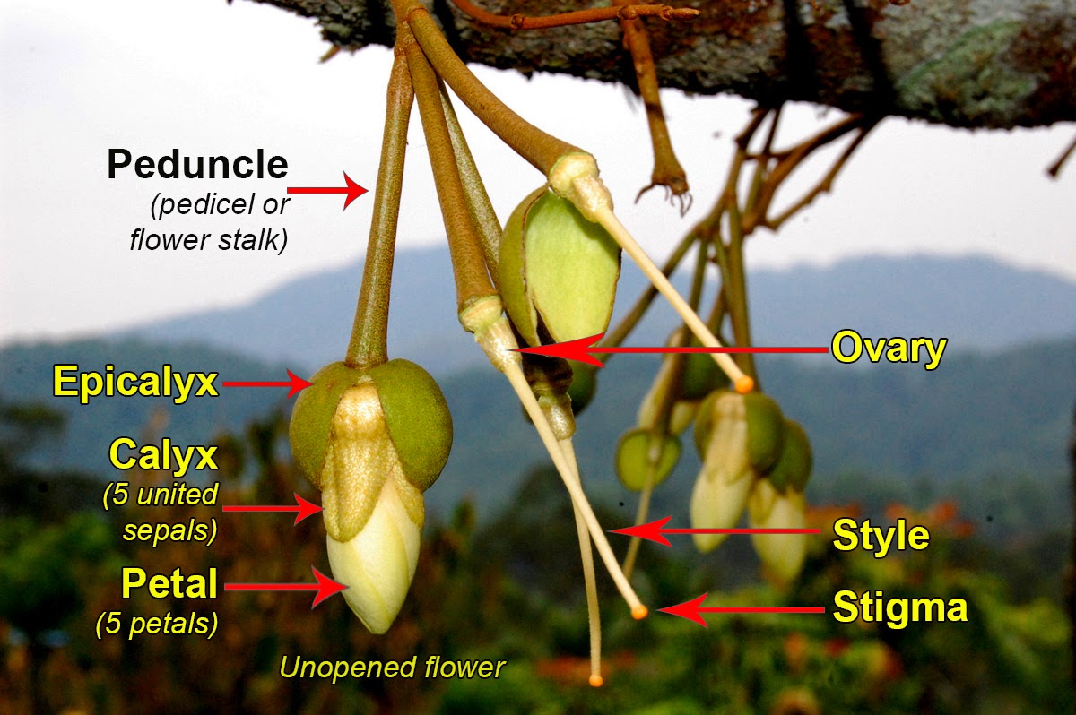 Durian Info Botany of The Common Durian