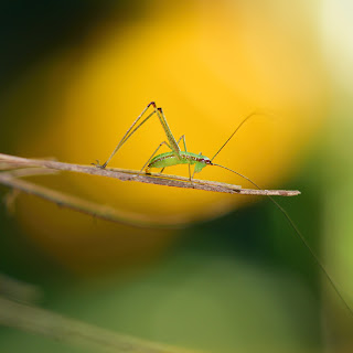 tropical grasshopper