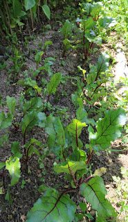 Beetroot Beetroot