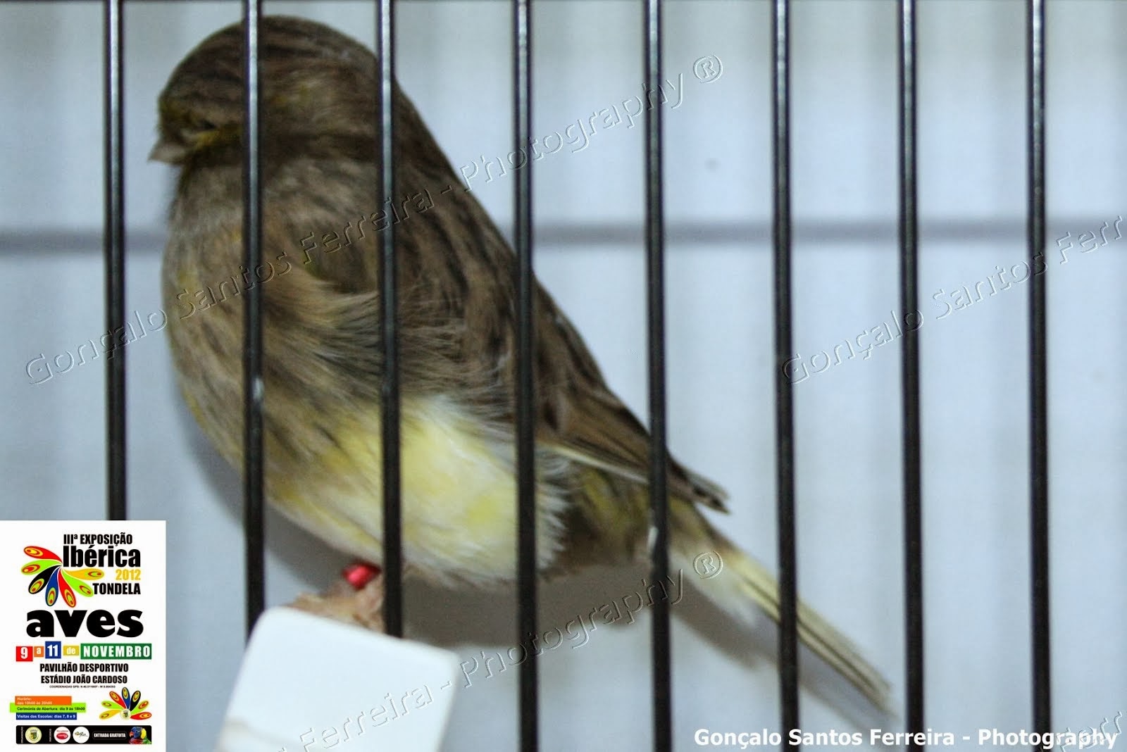 Gloster Fancy Canário Gloster Fancy Consorte Variegado