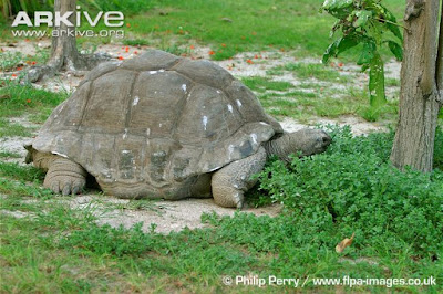 Aldabra giant Tortoise