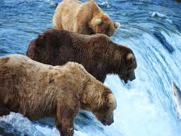 Grizzly Bears Near a Waterfall