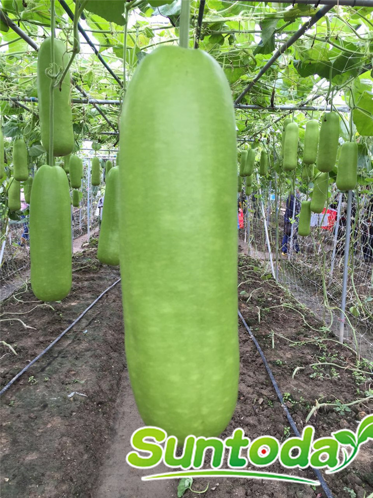 Cultivation Guide for Bottle Gourd Variety Series