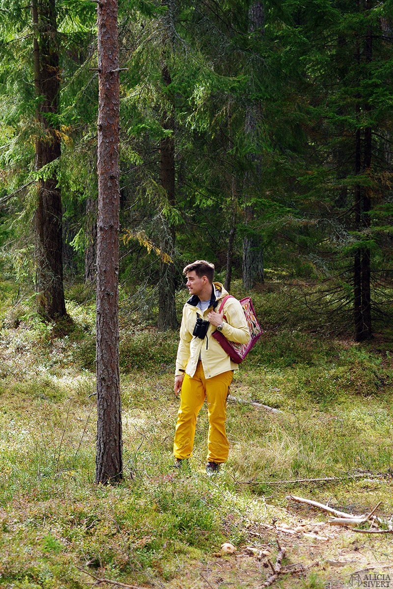 Picking mushrooms, photo by Alicia Sivertsson.