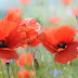 Flores Vermelhas de Papoula