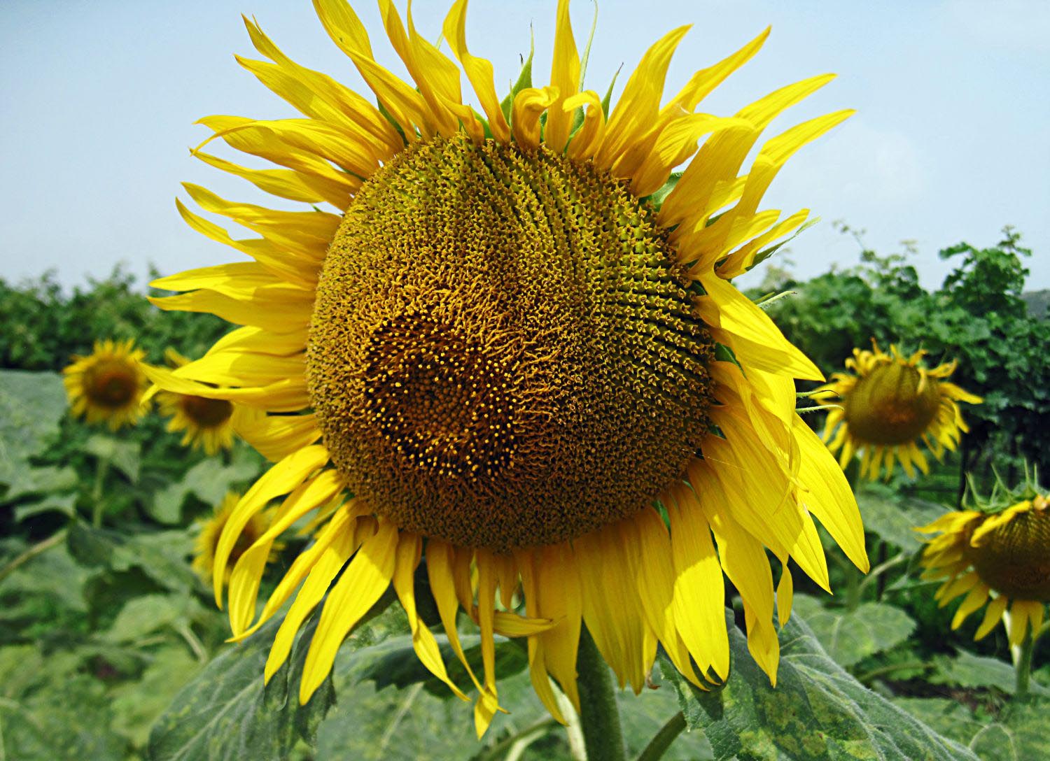 Stock Pictures Sunflower  photos