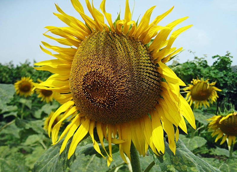 Info Baru Sunflower Flower