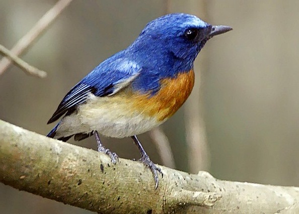 Harga Burung Tledekan Bambu Blog Tentang Burung