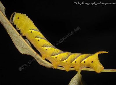 Deaths Head Hawk moth Larva
