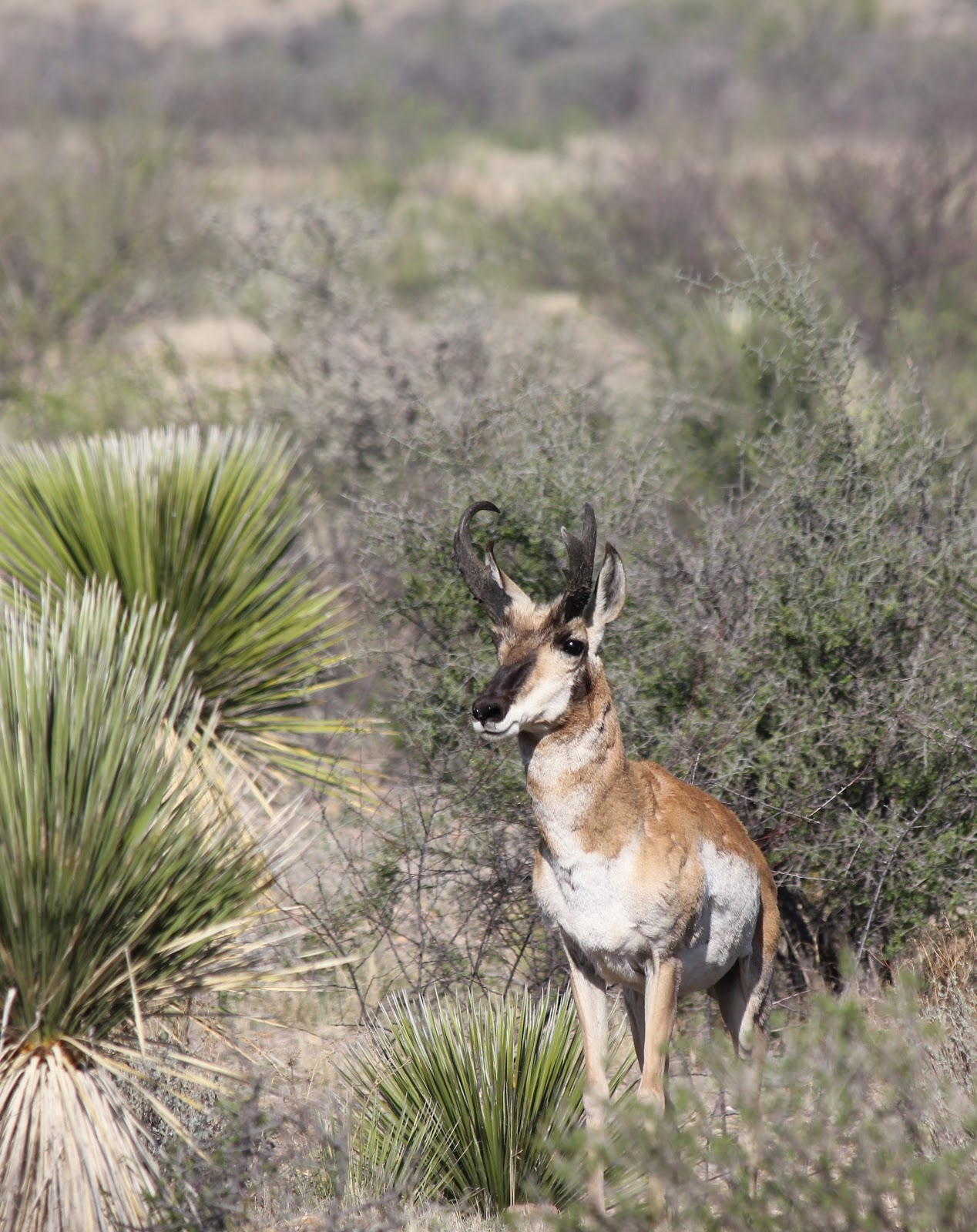 Big Bend - Texas Nature: Pronghorn Antelope