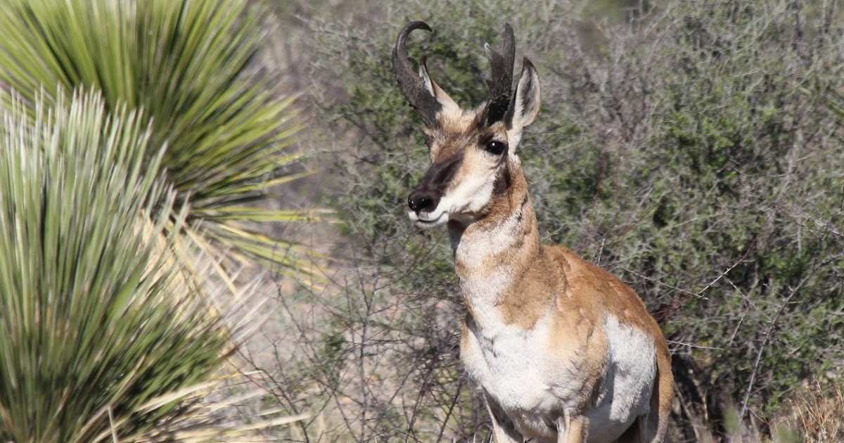 Big Bend - Texas Nature: Pronghorn Antelope