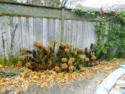A Bedford Park, Toronto Backyard Garden Fall Cleanup