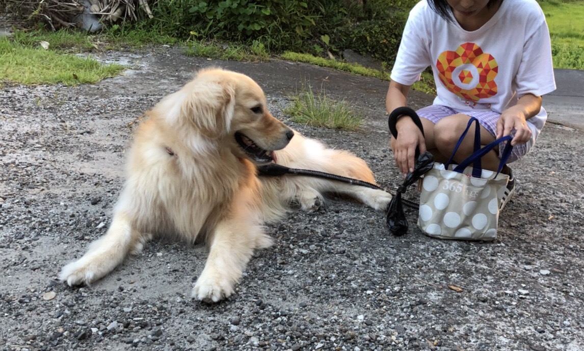 Nasi Goreng Dan Onigiri Jalan Jalan Dg Anjing