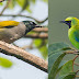 Daftar Spesies Burung di Pulau Belitung dan Mendanau Hasil Observasi Tahun 1888 - Part 5