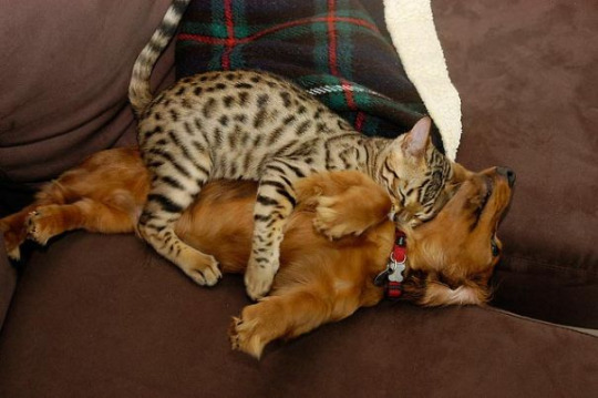 Gatos que han decidido que dormir sobre el perro es buena idea