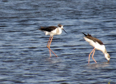 Cabo-de-Gata-Almería Cigueñuelas. Salinas de Cabo de Gata