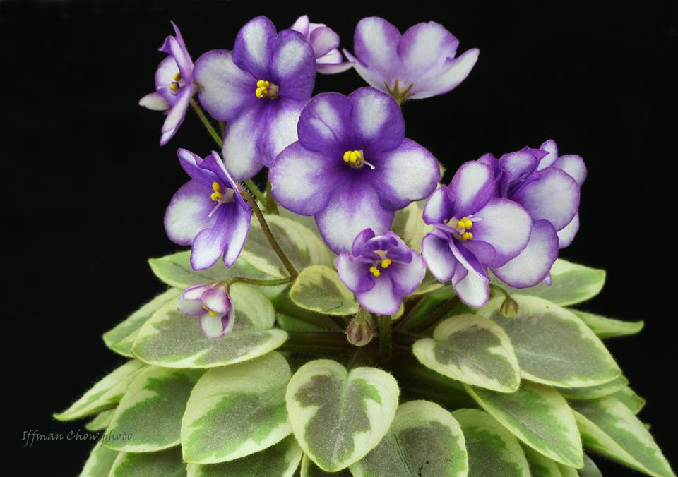 Best Grow Lights For African Violets / Making Sense of African Violet