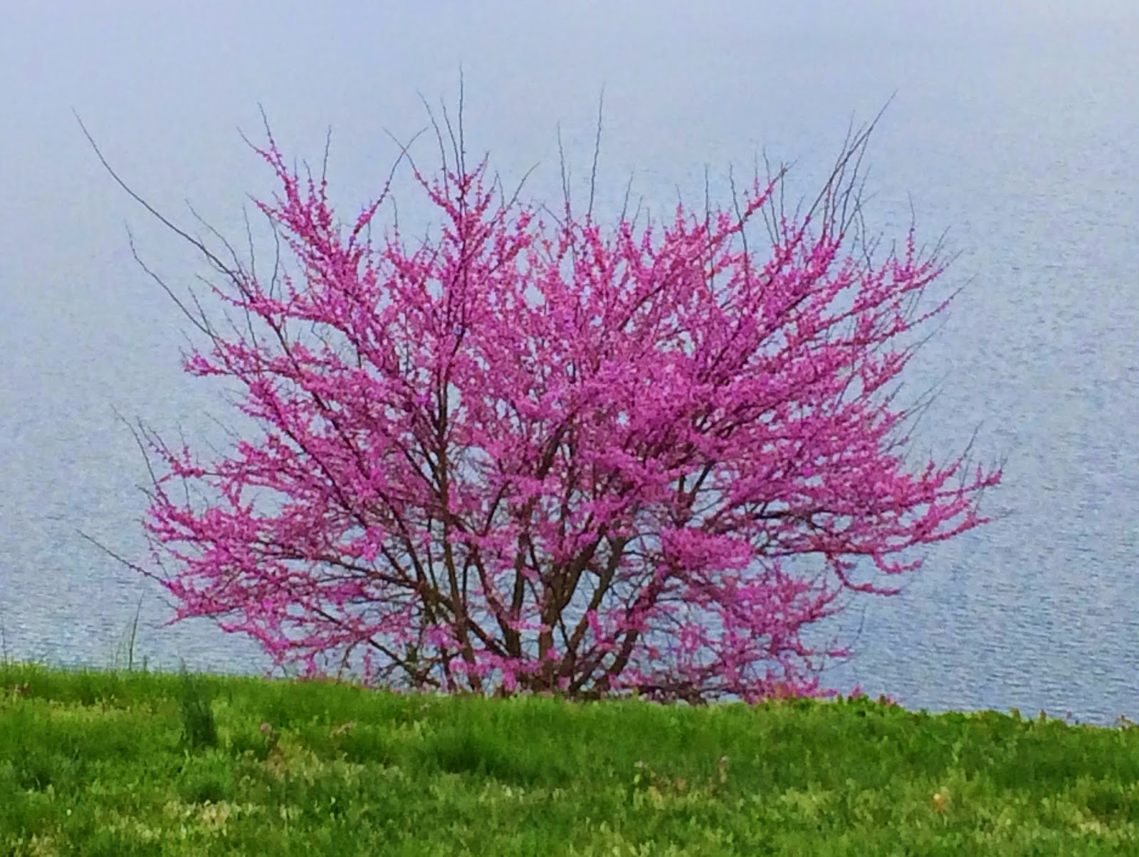 B.I. Redux Dogwood Winter? Redbud Winter? Blackberry Winter?