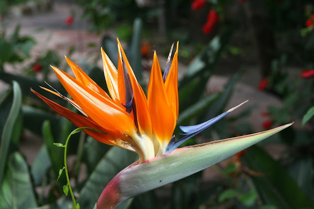 bird-of-paradise%2Bflower%2B2.jpg