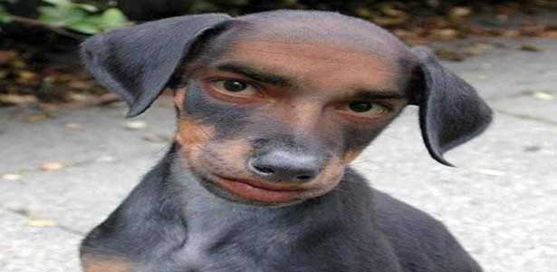 why do dogs wink randomly random the it has failed me why do dogs wink randomly random the it has failed me