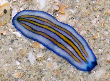 Biogeografi Explore Platyhelminthes 
