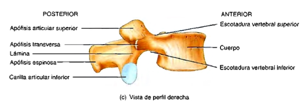 Hiato sacro perfil derecha anatomía Hiato sacro perfil derecho columna vertebral
