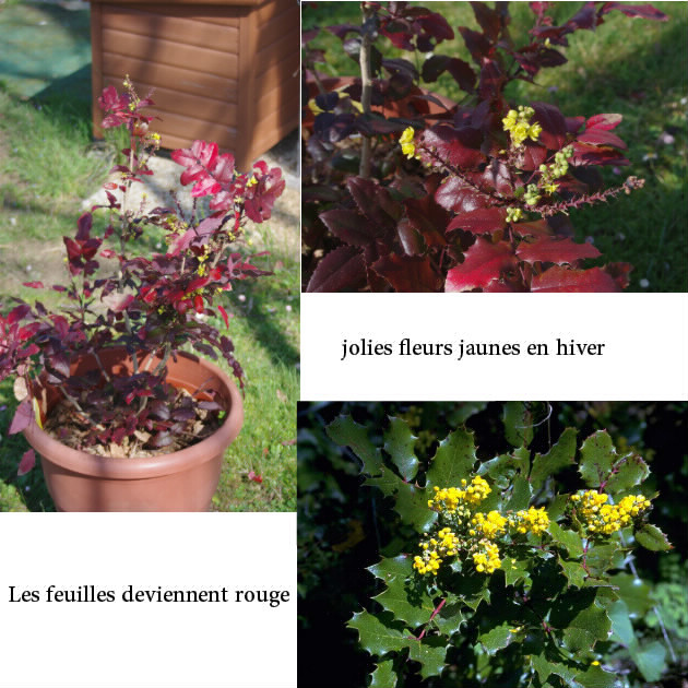 Les Plantes النباتات 2017