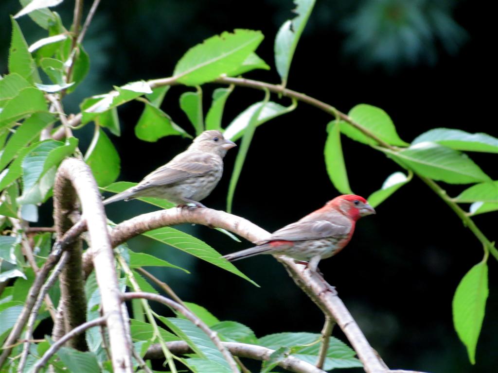 A Male House Finch Looking Pretty With His Colorful Red Head