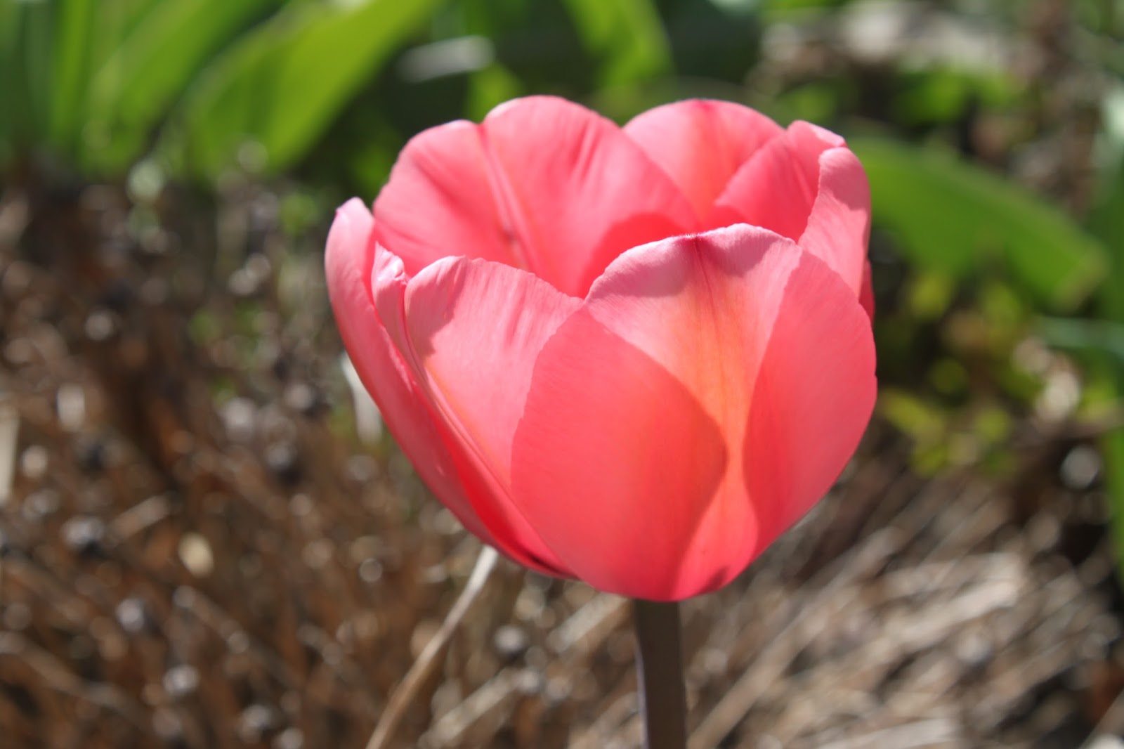 Art in search Sunday flowers