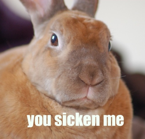 rabbit-you-sicken-me.jpg