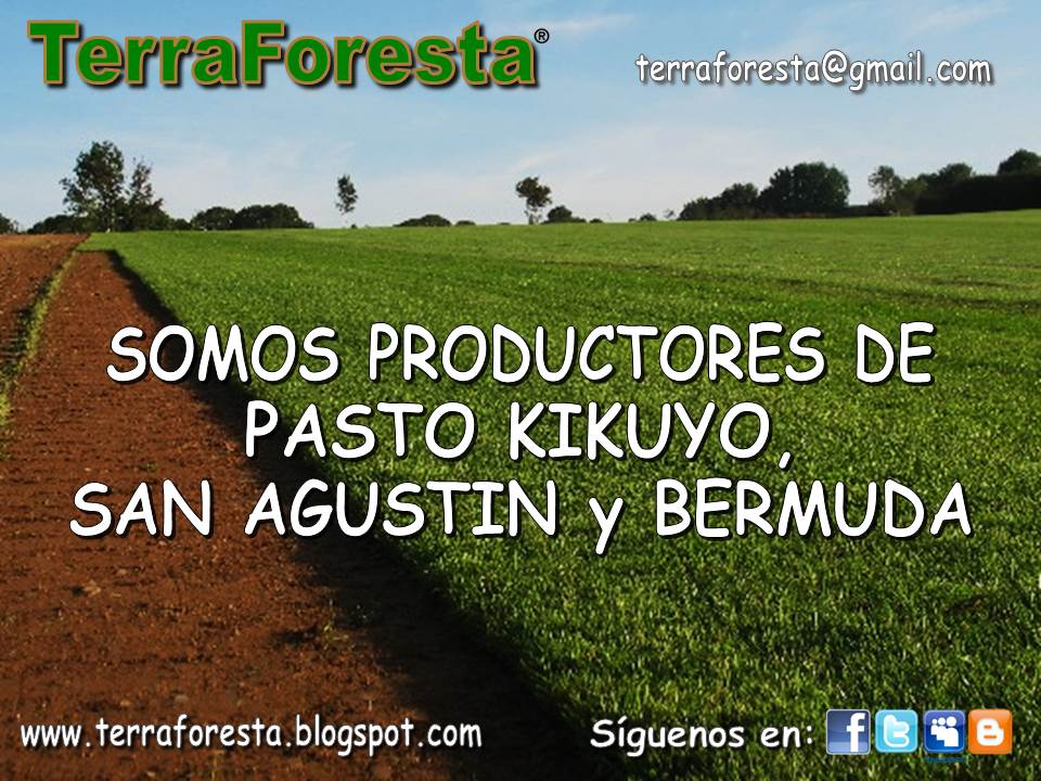 PASTO EN ROLLO TERRAFORESTA pasto san agustin PASTO EN ROLLO TERRAFORESTA pasto san agustin