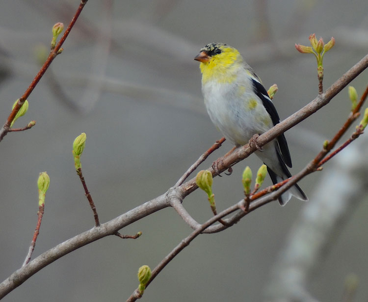 Red and the Peanut: Scruffy Chic...the must-have spring wardrobe choice