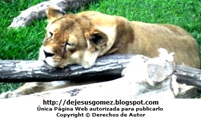 Leona durmiendo Foto de la leona del Parque de las Leyendas. Foto de una leona tomada por Jesus Gómez