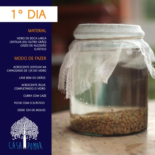 Aprenda como germinar lentilhas em casa (Passo a passo com imagens reais)