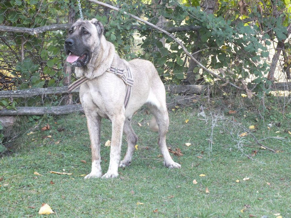 Çoban Köpeği Türk Çoban Köpekleri KANGAL SEVDALILARI