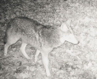 Rut, whitetail, coyote, ohio, deer, deer hunting, whitetail hunting, outdoors, ohio 