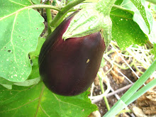 Eggplant