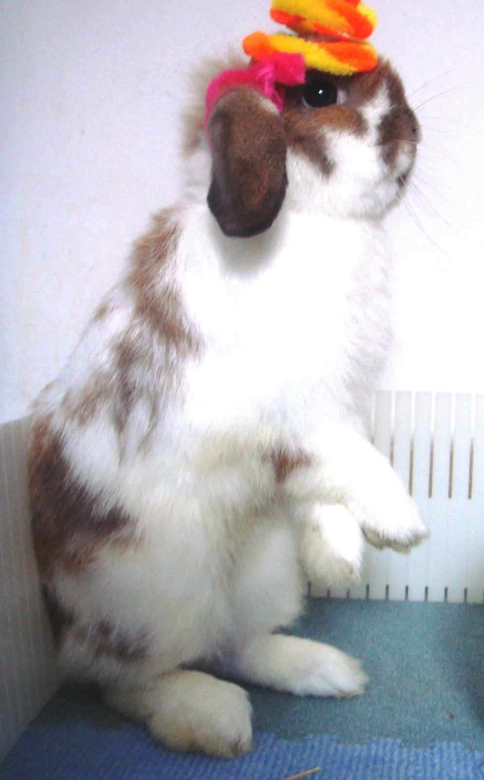 Rabbits for sale in Singapore!: (SOLD) Show Type Broken Tort Holland ...